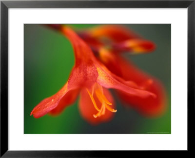 Crocosmia Bressingham Blaze, Close-Up Of Red Flower by Lynn Keddie Pricing Limited Edition Print image
