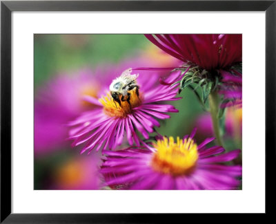 Bee On Aster Novae Angliae by Lynn Keddie Pricing Limited Edition Print image