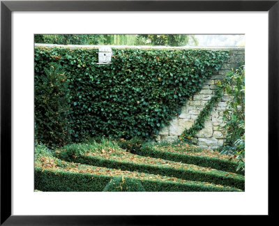 Box Maze Detail With A Wall Covered In Ivy, Bourton House Garden, September by Lynn Keddie Pricing Limited Edition Print image
