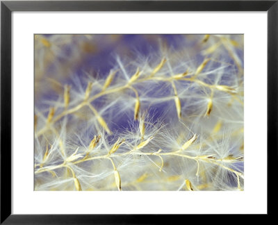 Miscanthus Sinensis Seed Head, October, Winter by Lynn Keddie Pricing Limited Edition Print image