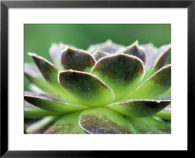 Jovibarba Heuffelii Greenstone Perennial by Lynn Keddie Pricing Limited Edition Print image