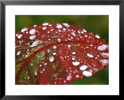 Smoke Bush by Lynn Keddie Pricing Limited Edition Print image