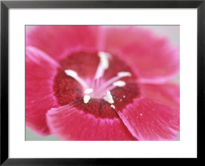 Dianthus Red Dwarf (Pinks) by Lynn Keddie Pricing Limited Edition Print image