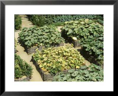 Aerial View Of Pumpkin Plants In Square Raised Beds With Woven Walls by Michele Lamontagne Pricing Limited Edition Print image