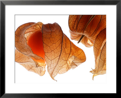 Physalis Fruit (Chinese Lantern), Ripe Fruit Against White Background by Susie Mccaffrey Pricing Limited Edition Print image