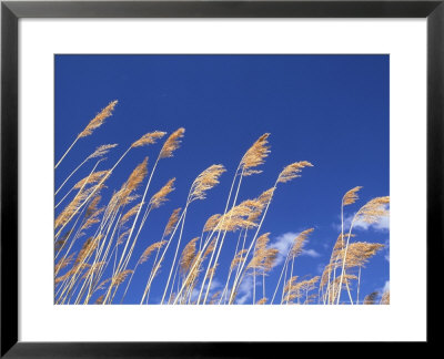 Common Reed, Tartumaa, Estonia by Niall Benvie Pricing Limited Edition Print image