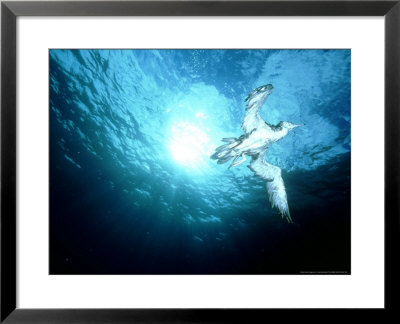 Bullers Shearwater, New Zealand by Tobias Bernhard Pricing Limited Edition Print image