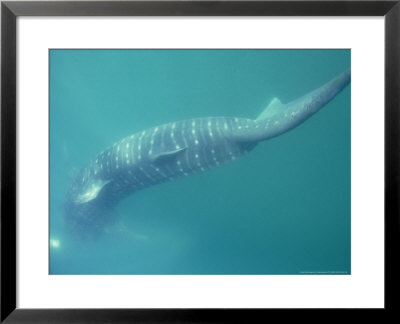 Whale Shark, Underwater, Mexico by Tobias Bernhard Pricing Limited Edition Print image