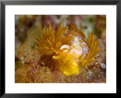Nudibranch, Poor Knights Marine Reserve, New Zealand by Tobias Bernhard Pricing Limited Edition Print image