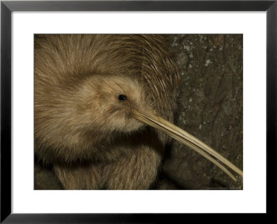 Brown Kiwi, Portrait, New Zealand by Tobias Bernhard Pricing Limited Edition Print image