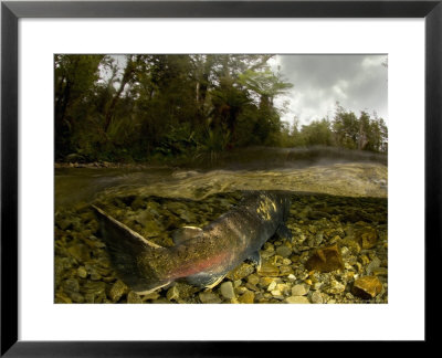 Quinnat Salmon, Swimming Upstream To Spawn, New Zealand by Tobias Bernhard Pricing Limited Edition Print image