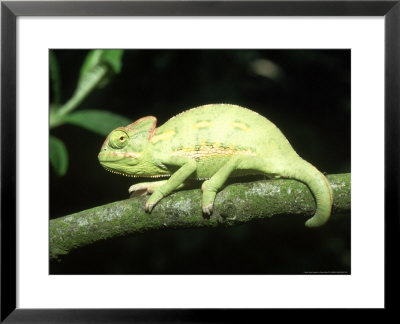Yemens Chameleon, Young 10 Wks Old, Yemen by Andrew Bee Pricing Limited Edition Print image
