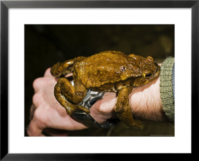 Common Toad, Adult Male Attached To The Hand Of A Researcher Thinking It Is A Female, Italy by Emanuele Biggi Pricing Limited Edition Print image