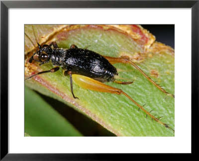 Sword-Tail Cricket, Corsica, France by Emanuele Biggi Pricing Limited Edition Print image