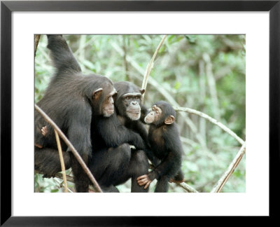 Chimpanzees, Chimp Family, W. Africa by Mike Birkhead Pricing Limited Edition Print image