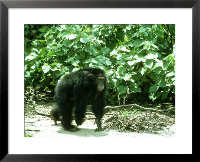 Chimpanzee, Walking, W. Africa by Mike Birkhead Pricing Limited Edition Print image