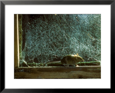House Mouse On Windowsill by David Boag Pricing Limited Edition Print image
