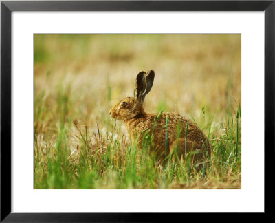 Brown Hare, Adult by David Boag Pricing Limited Edition Print image