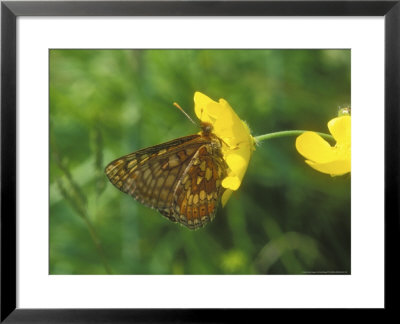 Marsh Fritillary, Feeding by David Boag Pricing Limited Edition Print image