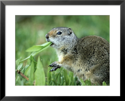 Ground Squirrel, Feeding, Usa by Olaf Broders Pricing Limited Edition Print image