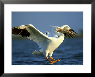 American White Pelican, Texas, Usa by Olaf Broders Pricing Limited Edition Print image