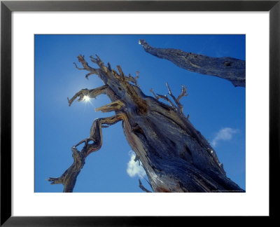 Bristlecone Pine, Bryce Canyon National Park, Utah, Usa by Olaf Broders Pricing Limited Edition Print image