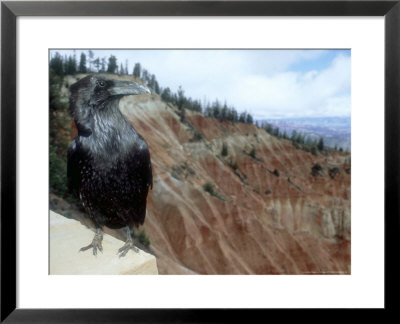 Common Raven, Bryce Canyon National Park, Utah, Usa by Olaf Broders Pricing Limited Edition Print image
