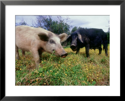Pigs, Feeding, La Corse, France by Olaf Broders Pricing Limited Edition Print image