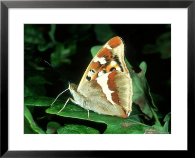 Purple Emperor, Male, Underside by Terry Button Pricing Limited Edition Print image