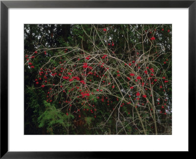 European Cranberry In Fruit, Wi by Willard Clay Pricing Limited Edition Print image