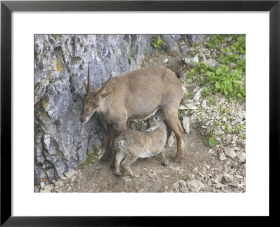 Ibex, Female With Young Suckling, Switzerland by David Courtenay Pricing Limited Edition Print image