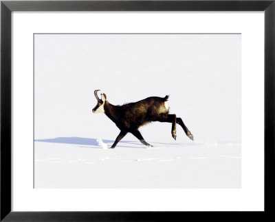 Chamois, Running In Snow, Switzerland by David Courtenay Pricing Limited Edition Print image