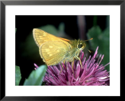 Large Skipper, Feeding, East Sussex by Larry Crowhurst Pricing Limited Edition Print image