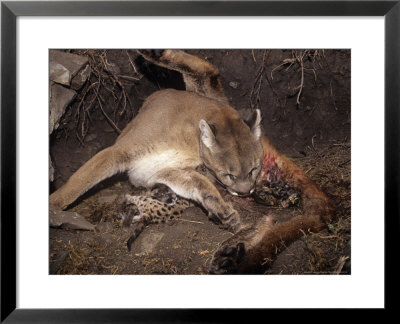 Mountain Lion, Female Giving Birth To Cubs, Rocky Mountains by Daniel Cox Pricing Limited Edition Print image