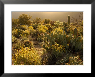 Spring Bloom, East Of Tucson, Usa by Daniel Cox Pricing Limited Edition Print image