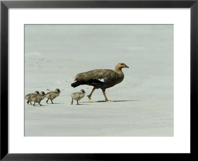 Upland Goose, Female With Goslings, Falklands by Kenneth Day Pricing Limited Edition Print image
