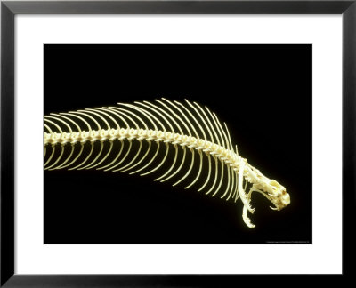 Cobra Skeleton by David M. Dennis Pricing Limited Edition Print image