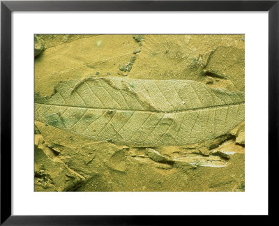Fossil Angiosperm Leaf, Eocene Tennessee, Usa by David M. Dennis Pricing Limited Edition Print image