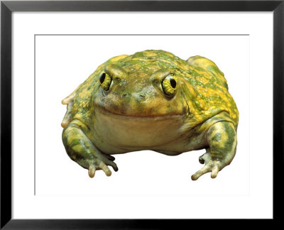 Couchs Spadefoot Toad by David M. Dennis Pricing Limited Edition Print image