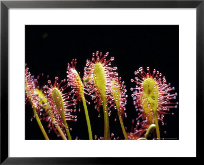 Sundewdrosera Species by David M. Dennis Pricing Limited Edition Print image