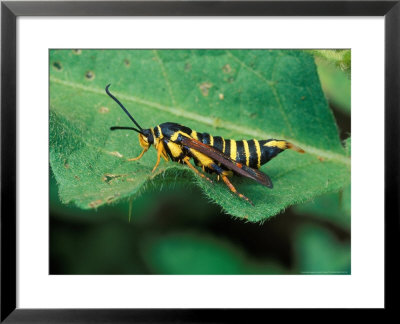 Wasp Mimic by David M. Dennis Pricing Limited Edition Print image