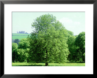 Horse Chestnut In Spring, Uk by Mike England Pricing Limited Edition Print image