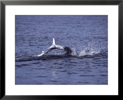 This Cape Fur Seal, Caught, Prionace Glauca, South Africa by Chris And Monique Fallows Pricing Limited Edition Print image