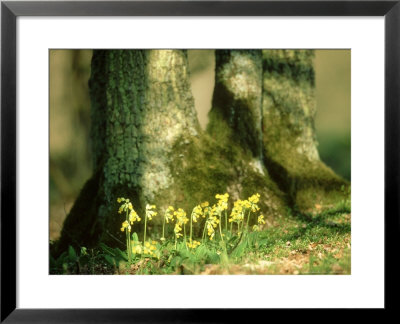Primula Veris (P.Officinalis), N. Bavaria by Berndt Fischer Pricing Limited Edition Print image