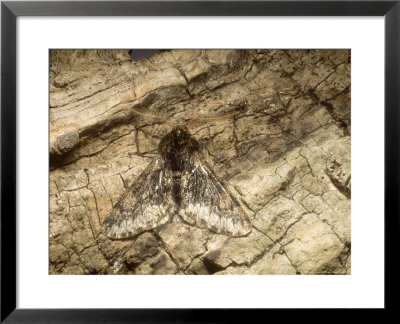 Small Brindled Beauty, Imago Male At Rest, Nottinghamshire, Uk by David Fox Pricing Limited Edition Print image