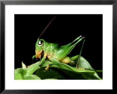 Leaf Shorthorn Grasshopper, Malaysia by Michael Fogden Pricing Limited Edition Print image