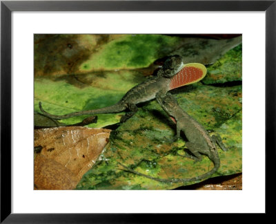 Anole Lizard, Male Displaying Dewlap, Costa Rica by Michael Fogden Pricing Limited Edition Print image