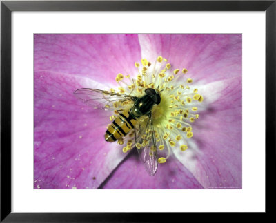 Hoverfly On A Downy Rose, Uk by Michael Fogden Pricing Limited Edition Print image