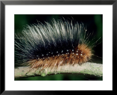 Garden Tiger Moth, Caterpillar, Uk by Paul Franklin Pricing Limited Edition Print image