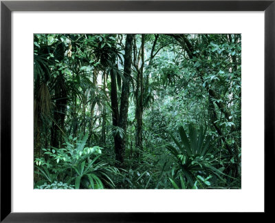 Tropical Rainforest, Mexico by Patricio Robles Gil Pricing Limited Edition Print image